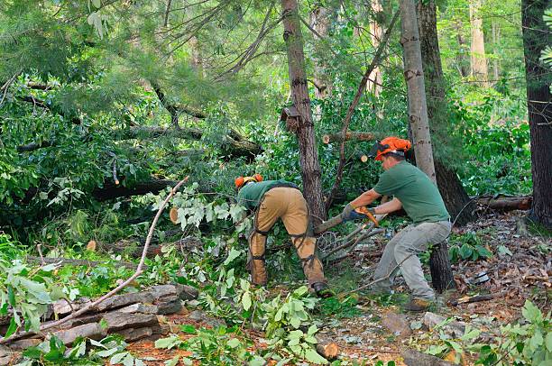 Tree Root Removal in Adwolf, VA